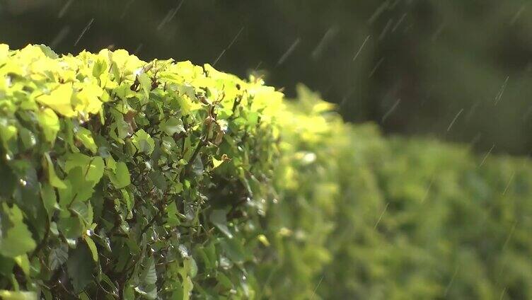 雨中的花草绿地