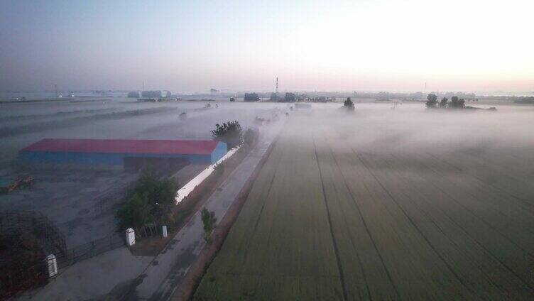 实拍素材 雾 春天 夕阳 逆光 变压 