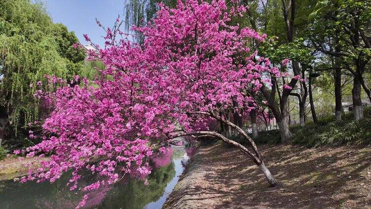 春天河边的粉色桃花