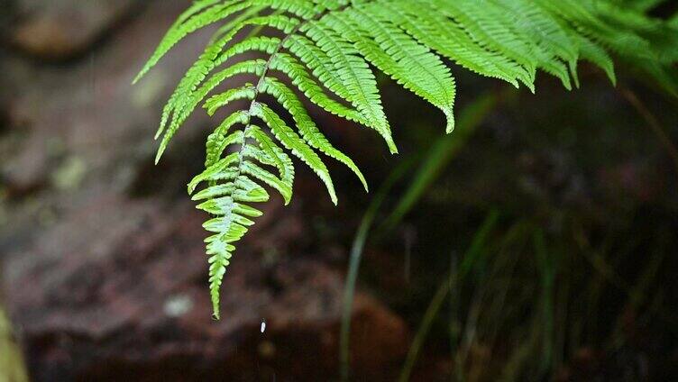 大自然唯美意境植物绿叶上的水滴落下