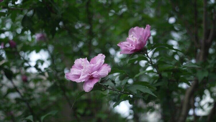 重瓣木槿花特写镜头