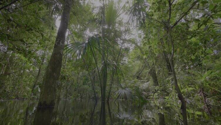 4K雨林湿地风景