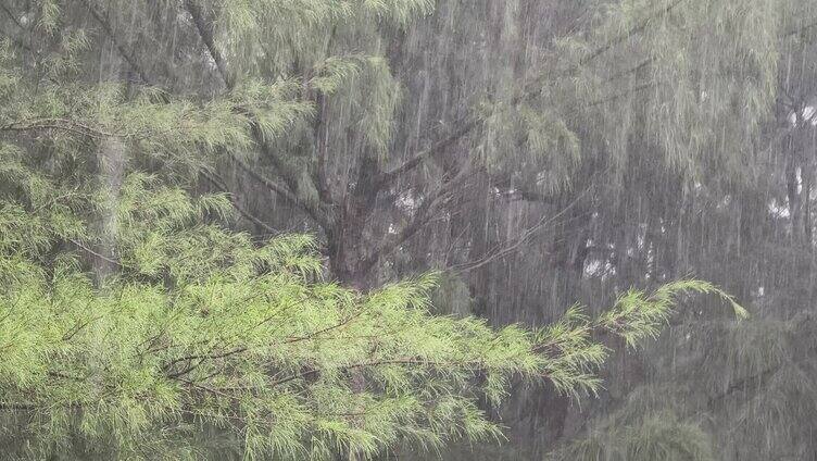 森林雨景下雨大雨