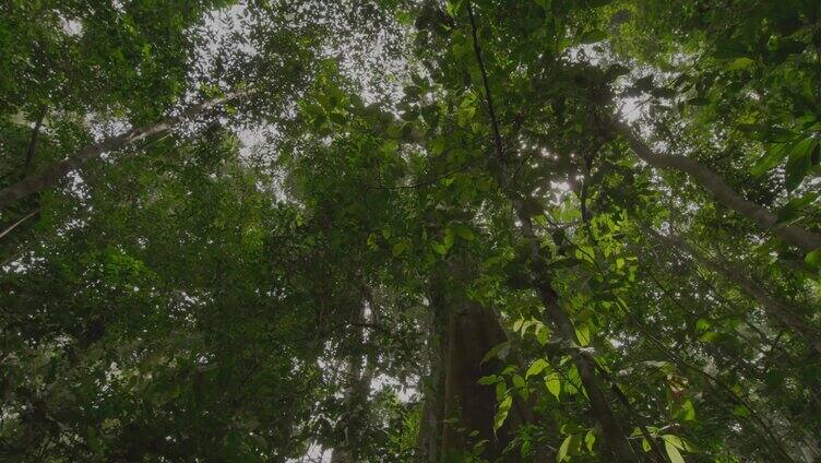 热带雨林风景