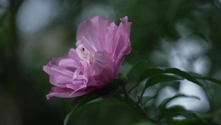 重瓣木槿花特写镜头