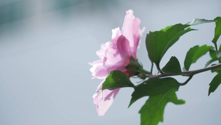 重瓣木槿花特写镜头