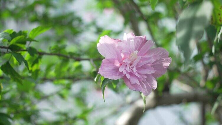 重瓣木槿花特写镜头