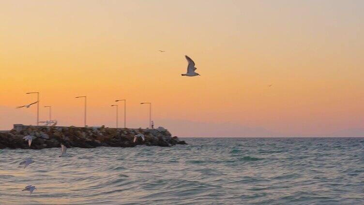 夕阳海鸥飞翔