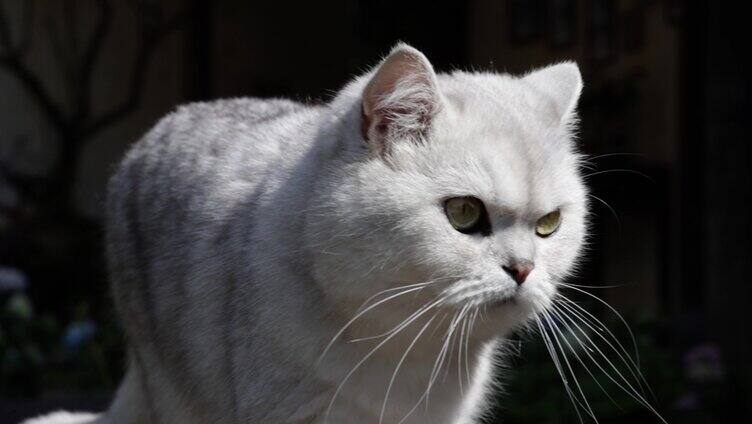 院子里悠闲的宠物猫