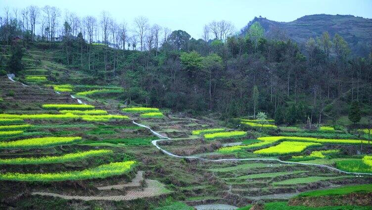 大山梯田油菜花