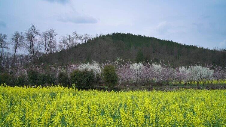 油茶花桃花梨花