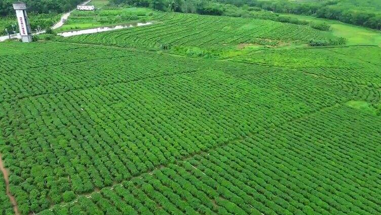 航拍海南白沙茶园视频