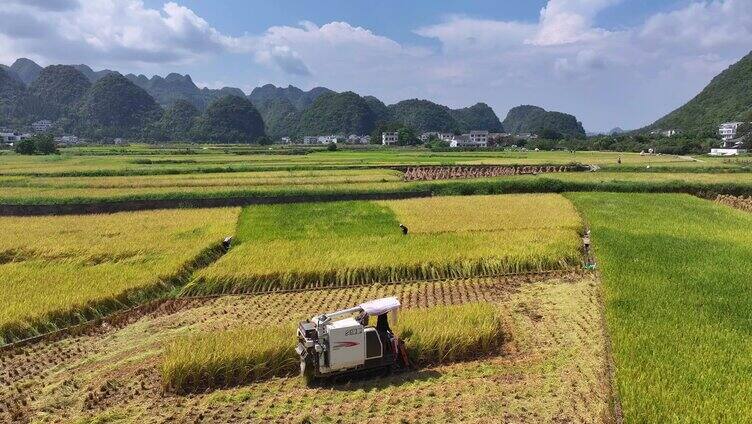 稻谷水稻农业水稻收割粮食丰收乡村振兴