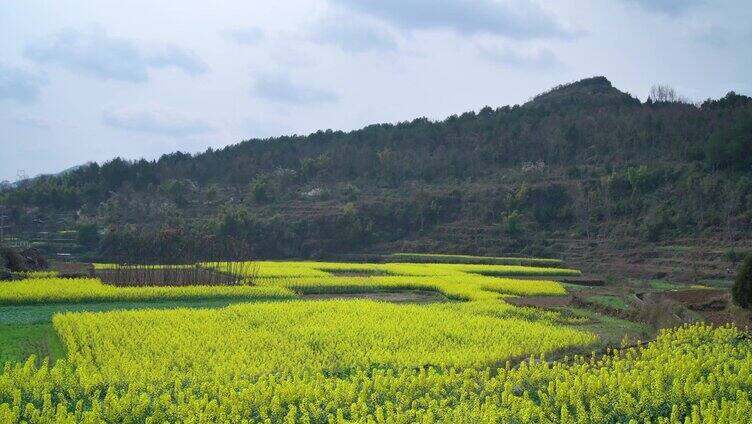 大片油菜花山里