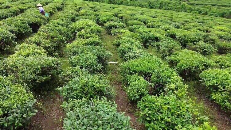 航拍海南白沙茶园视频