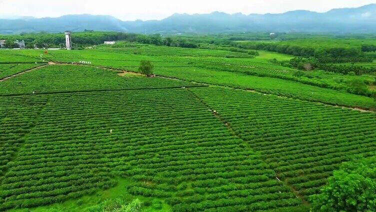 航拍海南白沙茶园视频