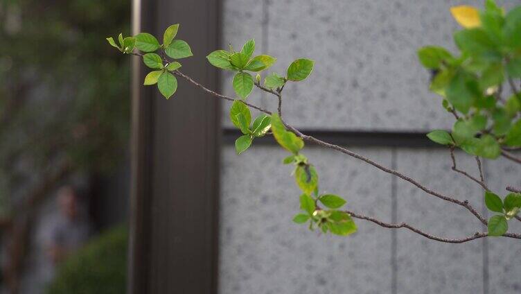 随风飘扬的树枝