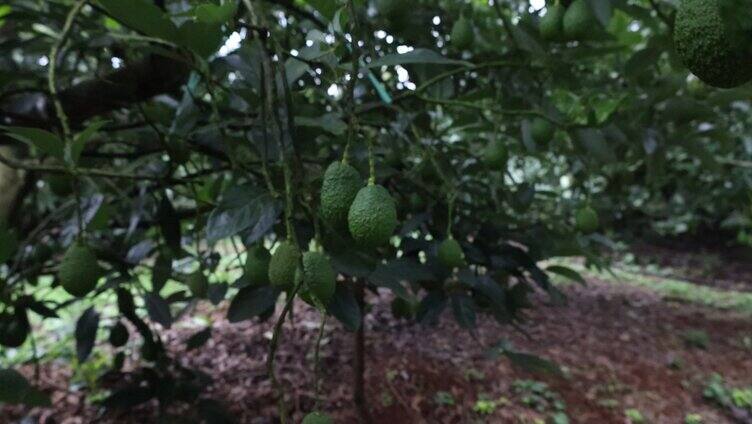 牛油果基地树上的牛油果