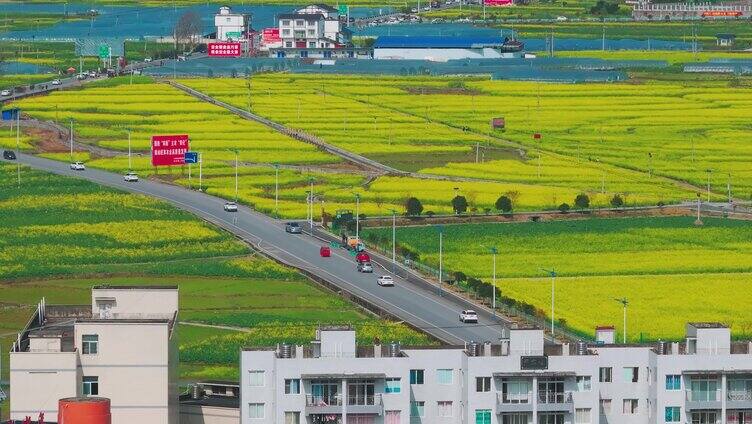 油菜花基地 旅游胜地