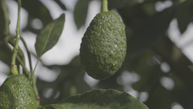 树上的新鲜牛油果