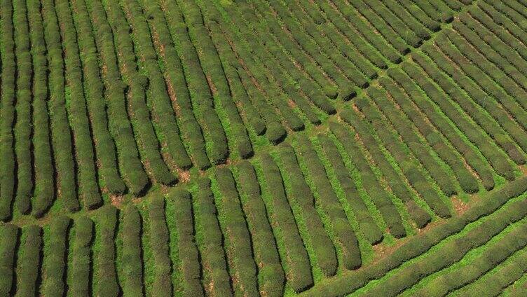 生态茶园航拍空镜