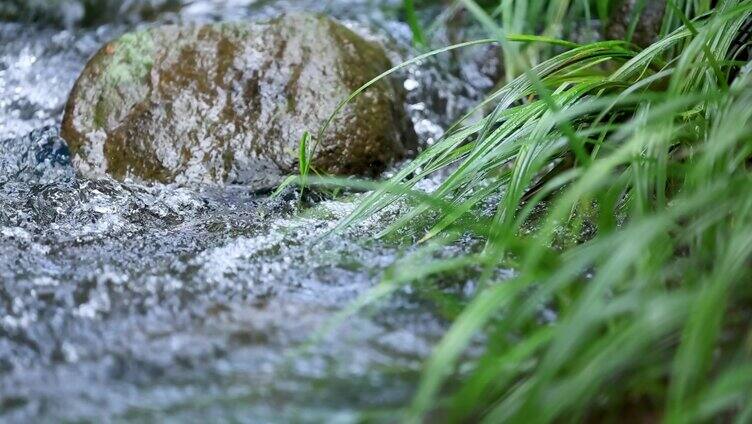 农村溪边石菖蒲