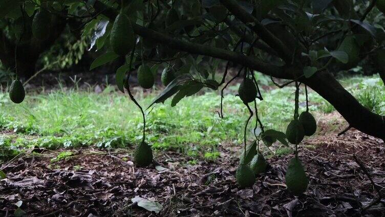 树上的牛油果