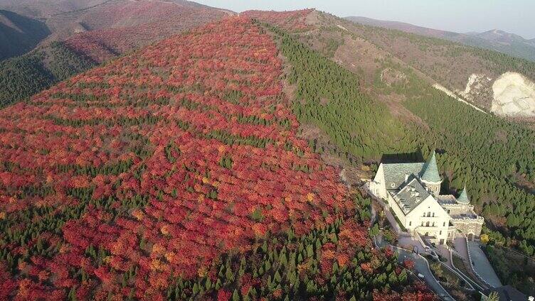 大山五颜六的的树