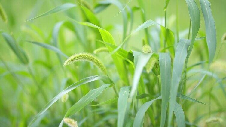 狗尾巴 微风 绿色 草丛 草 风 