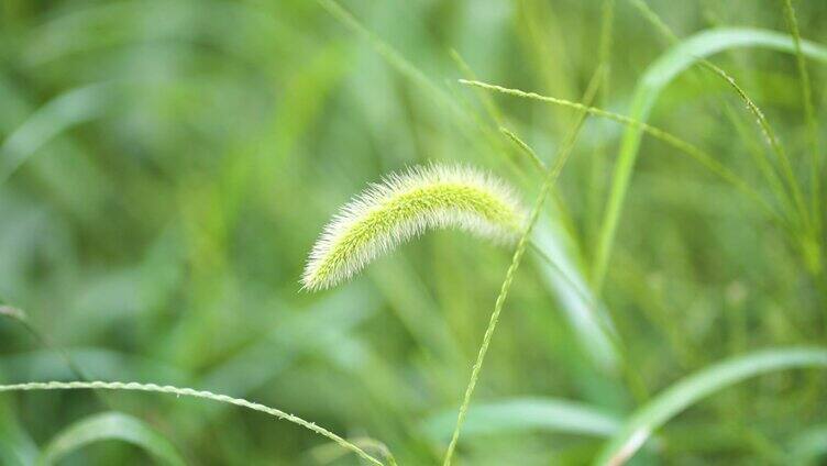 特写 狗尾巴 草 绿色 风 草丛 