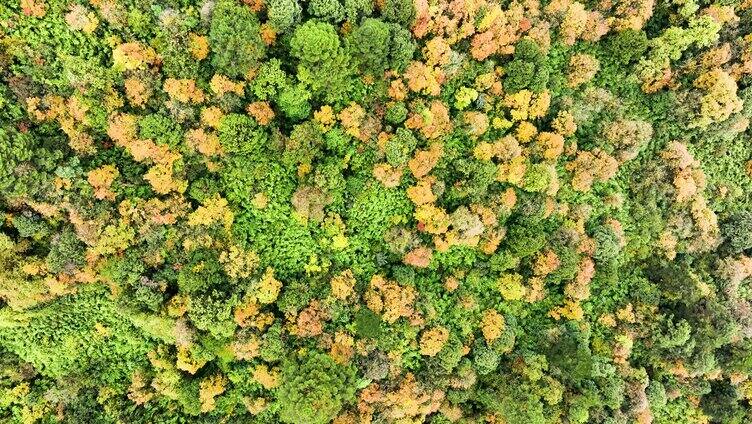 龙苍沟原始森林唯美秋色彩林航拍