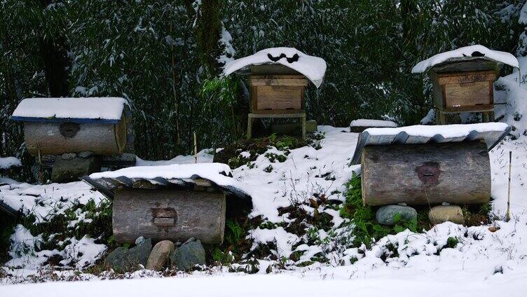 原生态大山蜂蜜蜜蜂越冬