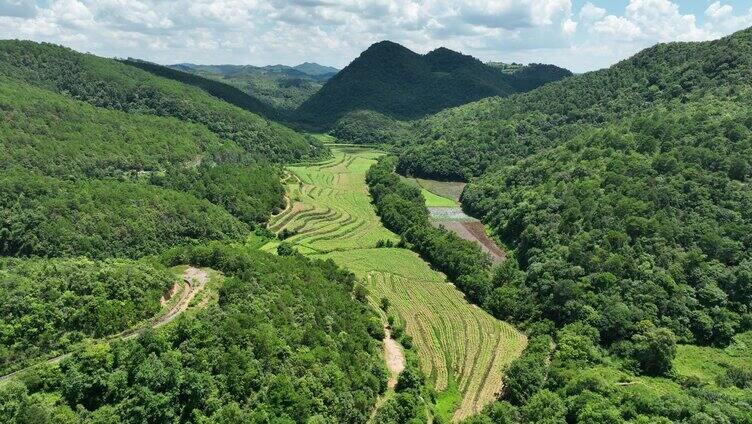 高山山顶树林合集