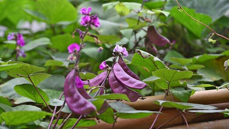 四季豆秋豆八月豆开花结果成熟