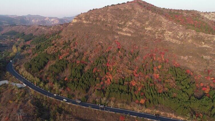 户外大山五颜六的的树