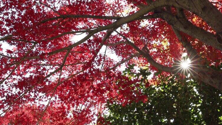 红叶 红枫 枫叶 秋天 