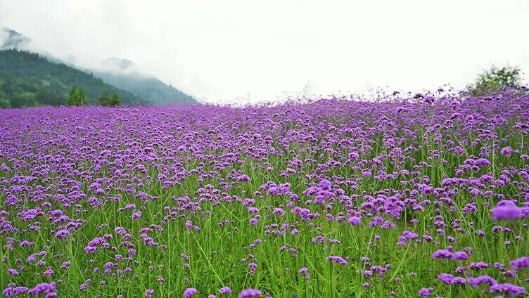 马鞭草花盛开一片高山花海