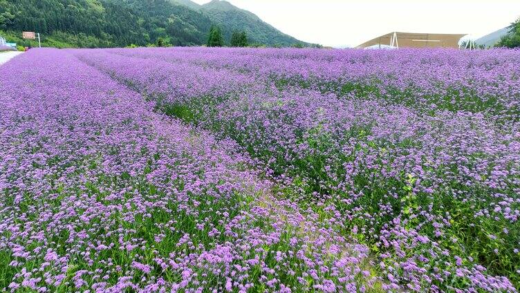 紫色花朵马鞭草花园蜜蜂蝴蝶蜂蛾昆虫采蜜