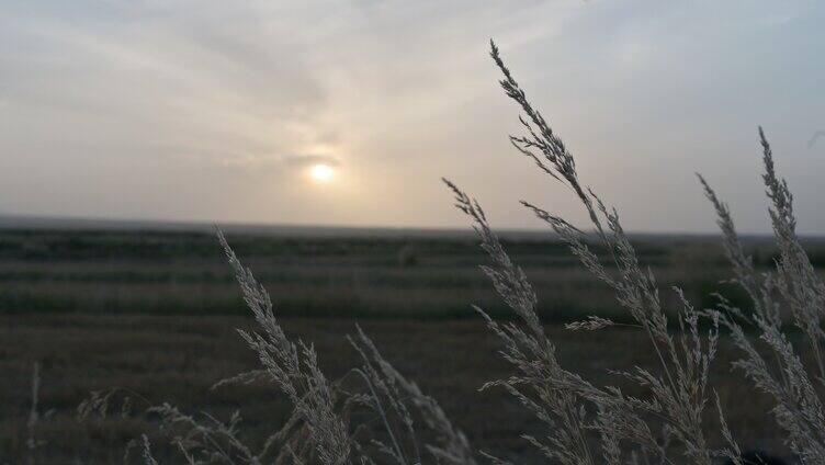 夕阳西下 野草意境