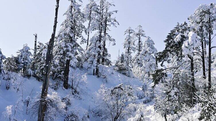 大熊猫国家公园龙苍沟原始森林唯美雪景