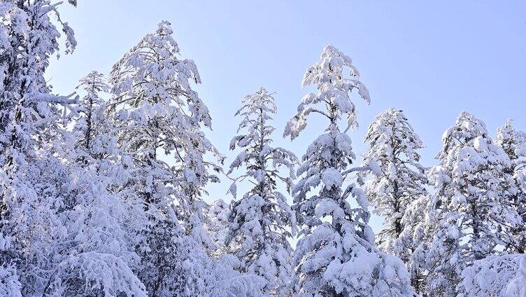 大熊猫国家公园龙苍沟原始森林唯美雪景