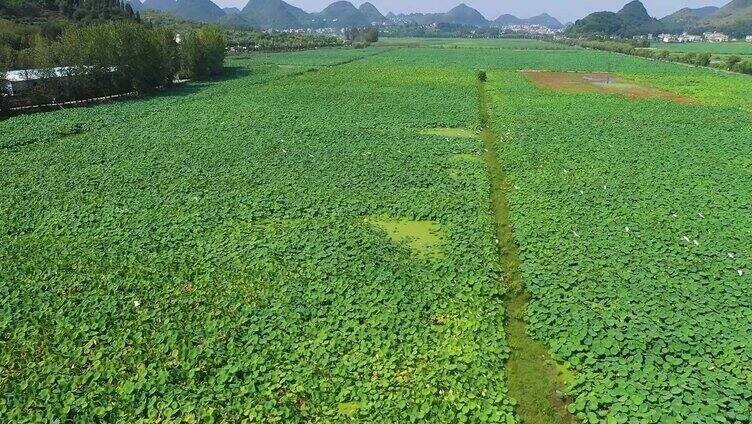 国家湿地公园长满荷叶的池塘白鹭飞过航拍