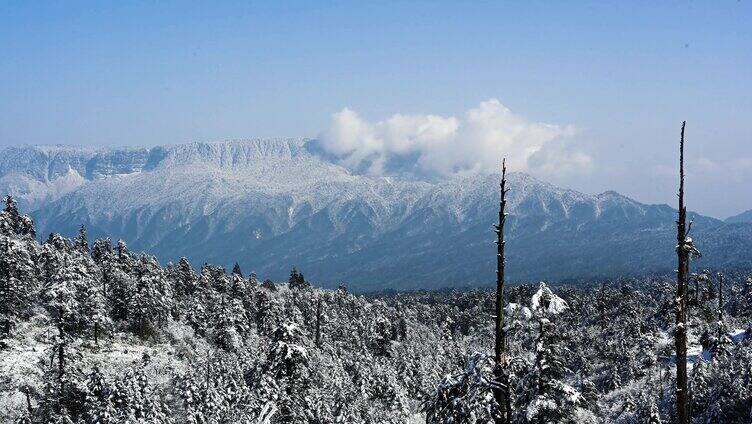 大熊猫国家公园龙苍沟原始森林唯美雪景