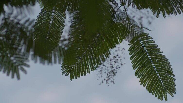 凤凰花虚实空镜