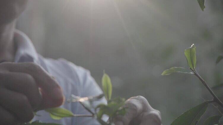 茶农采茶叶嫩芽