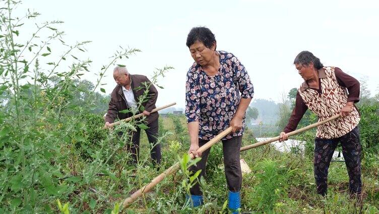 4K农民除草种树劳作