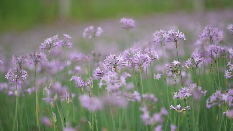 公园绿化鲜花野花