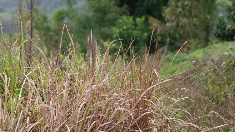 野草杂草荒草荒野