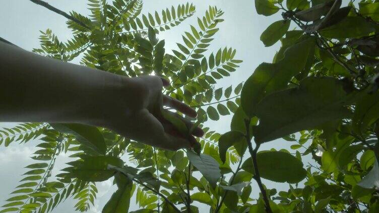 美女上山采茶阳光透过茶叶