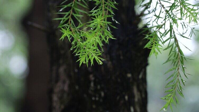 雨天树叶上的水滴水珠